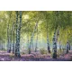 Ravensburger puzzel 1000 stukjes Nature edition 18 Berkenbos